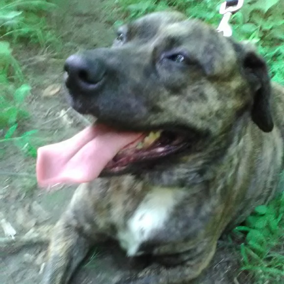 mightydog